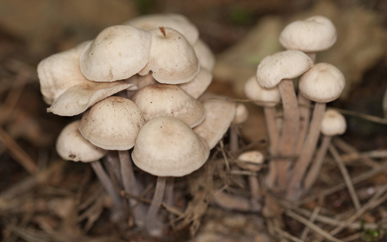 Fungi-1832.jpg