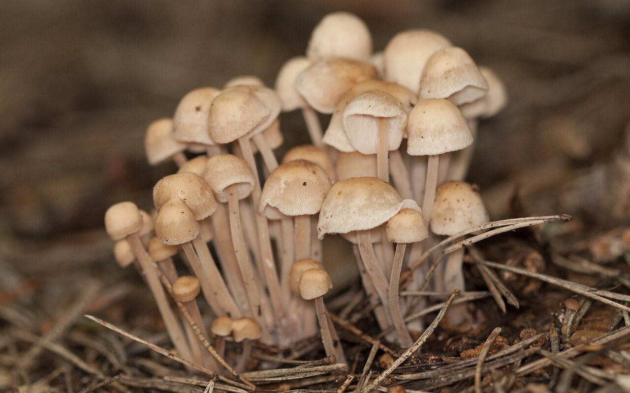 Fungi-1834.jpg