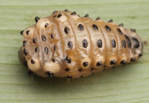 Chrysomela populi larva pupation · tuopinis gluosninukas, lerva virsta lėliuke
