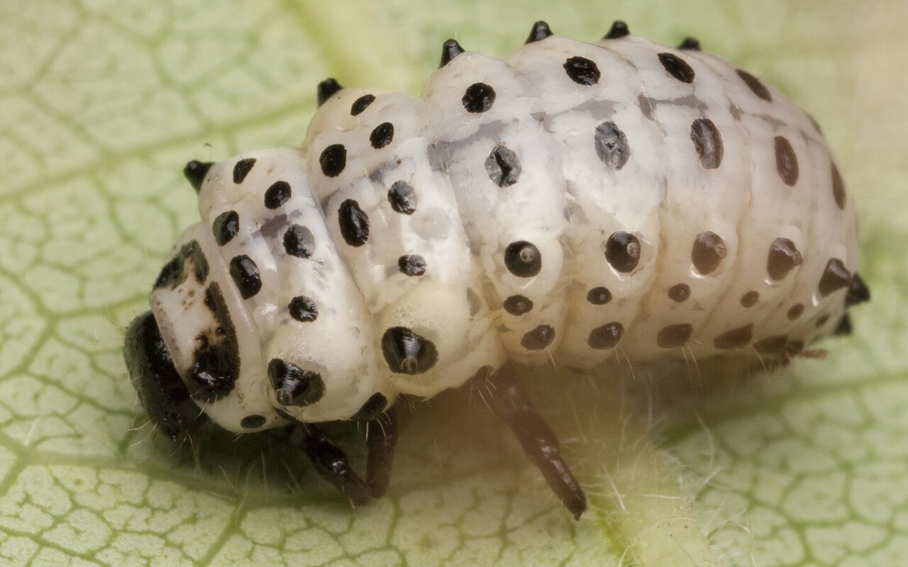 Chrysomela populi larva · tuopinis gluosninukas, lerva