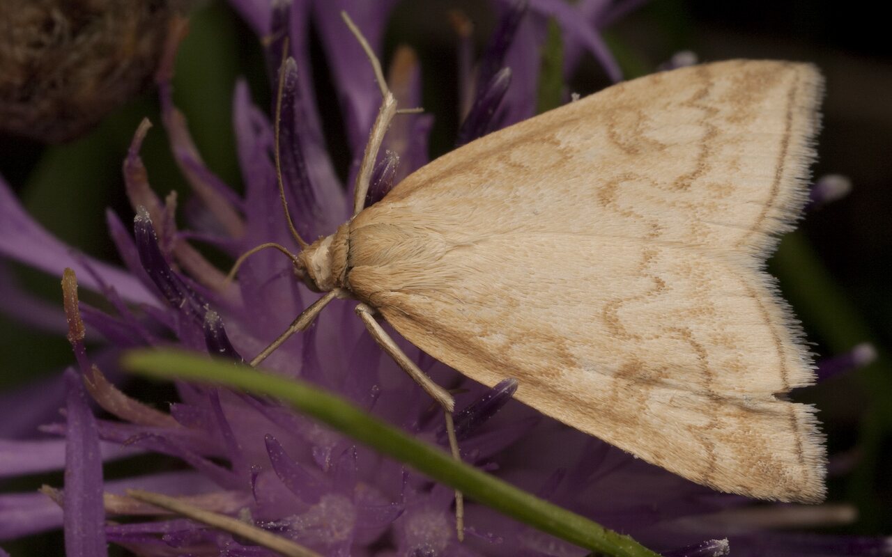 Lepidoptera-2151.jpg