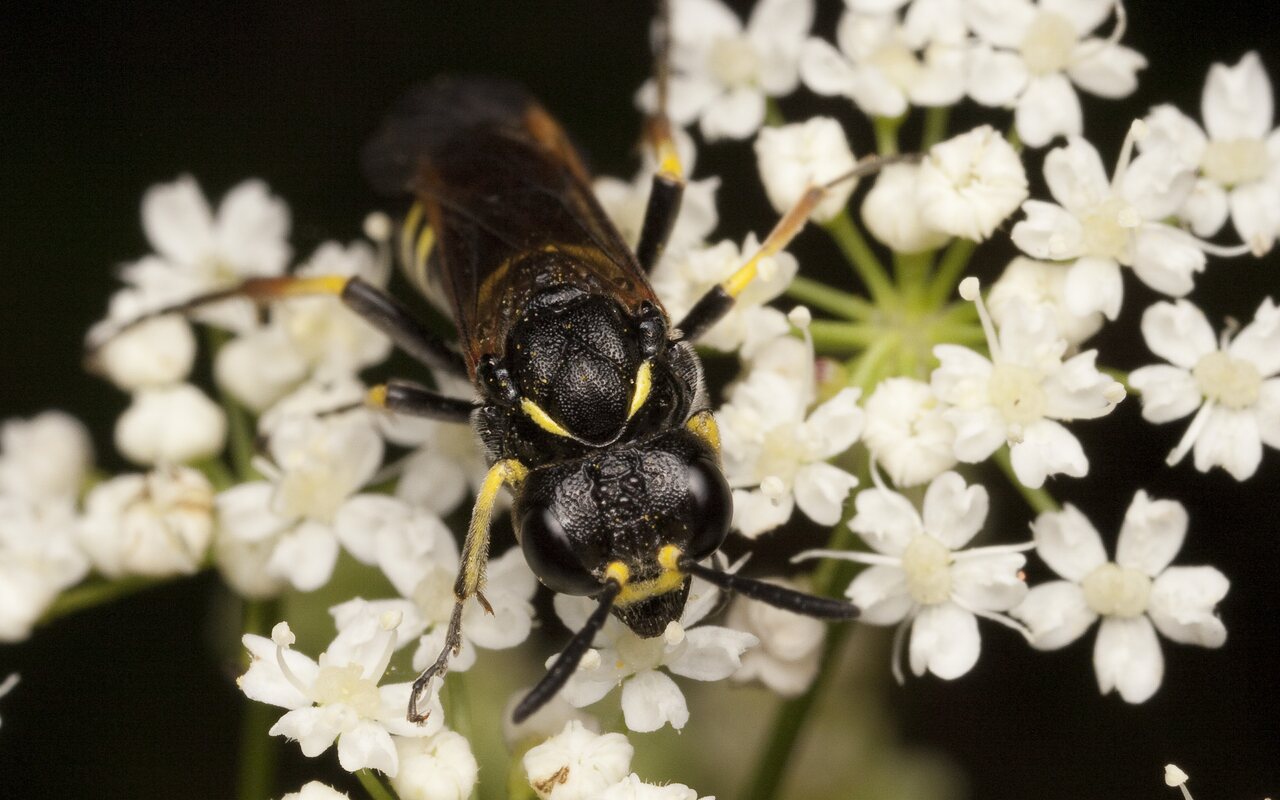 Hymenoptera-2155.jpg