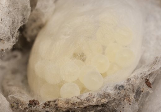 Agelena labyrinthica eggs · labirintinis piltuvininkas, kiaušinėliai
