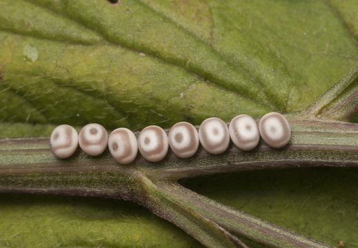 Euthrix potatoria eggs · pievinis verpikas, kiaušinėliai
