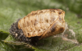 Coccinellidae pupa · boružės lėliukė