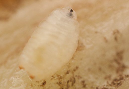 Urophora cardui, larva · daginė margasparnė, lerva