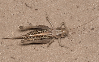Decticus verrucivorus female · margasis žiogas ♀