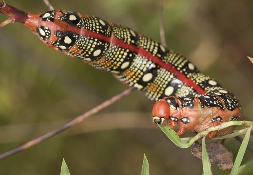 Hyles euphorbiae caterpillar · karpažolinis sfinksas, vikšras
