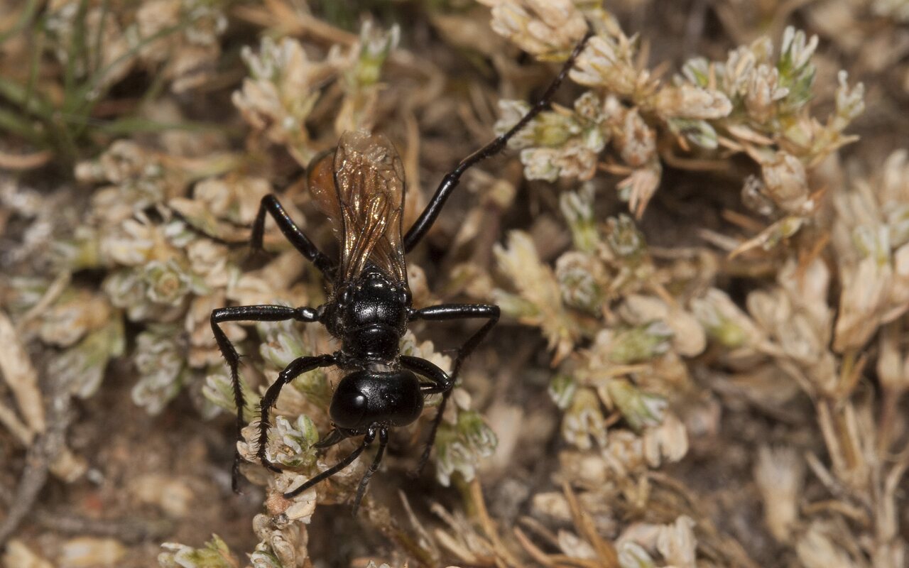 Hymenoptera-2507.jpg
