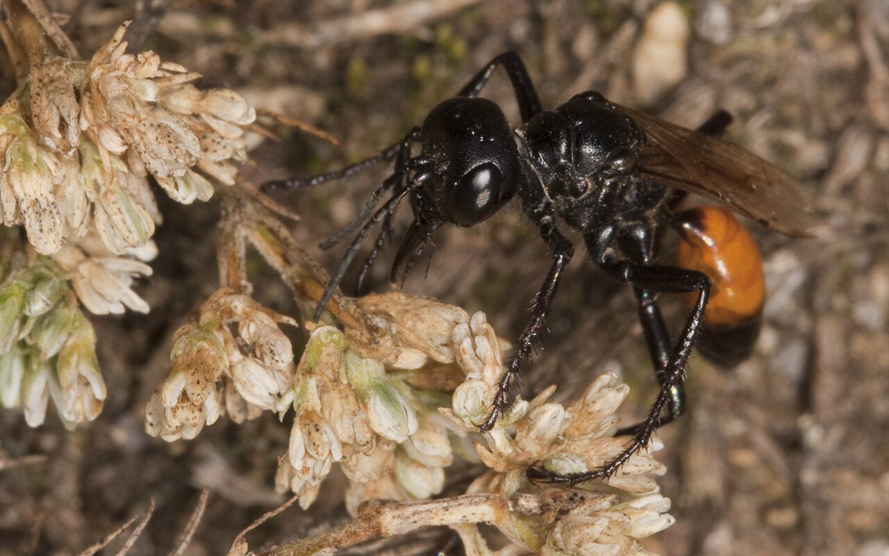 Hymenoptera-2512.jpg