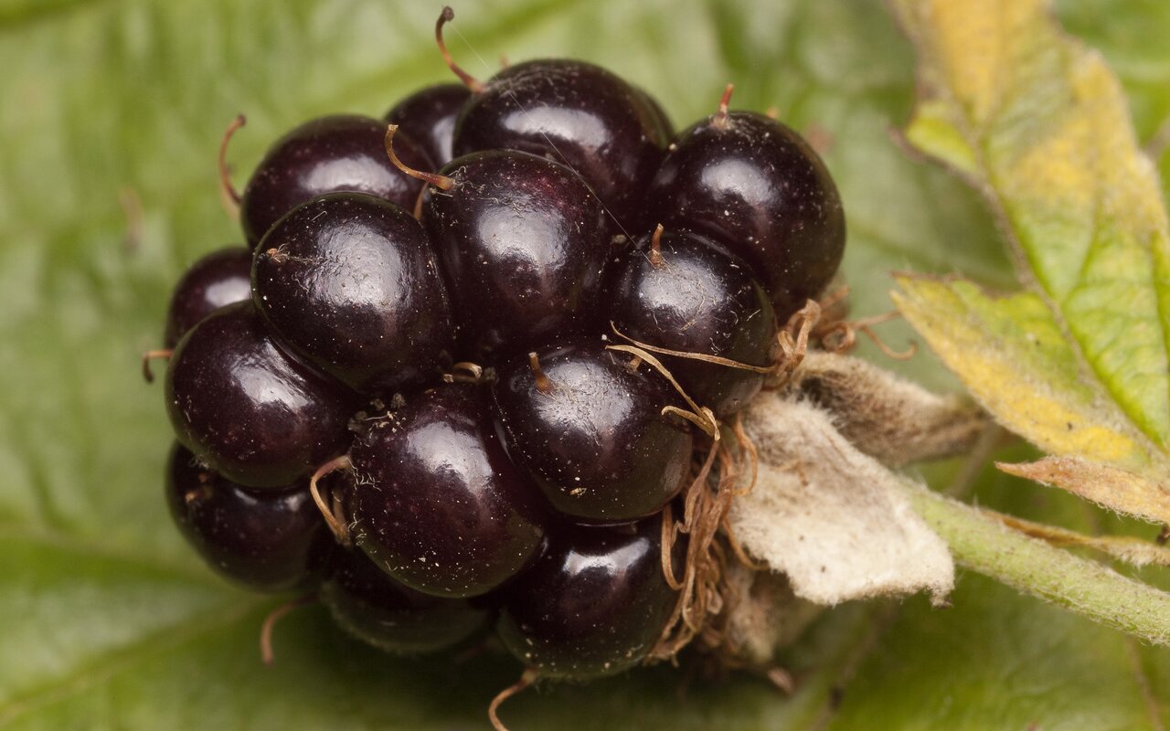 Rubus-nessensis-2589.jpg