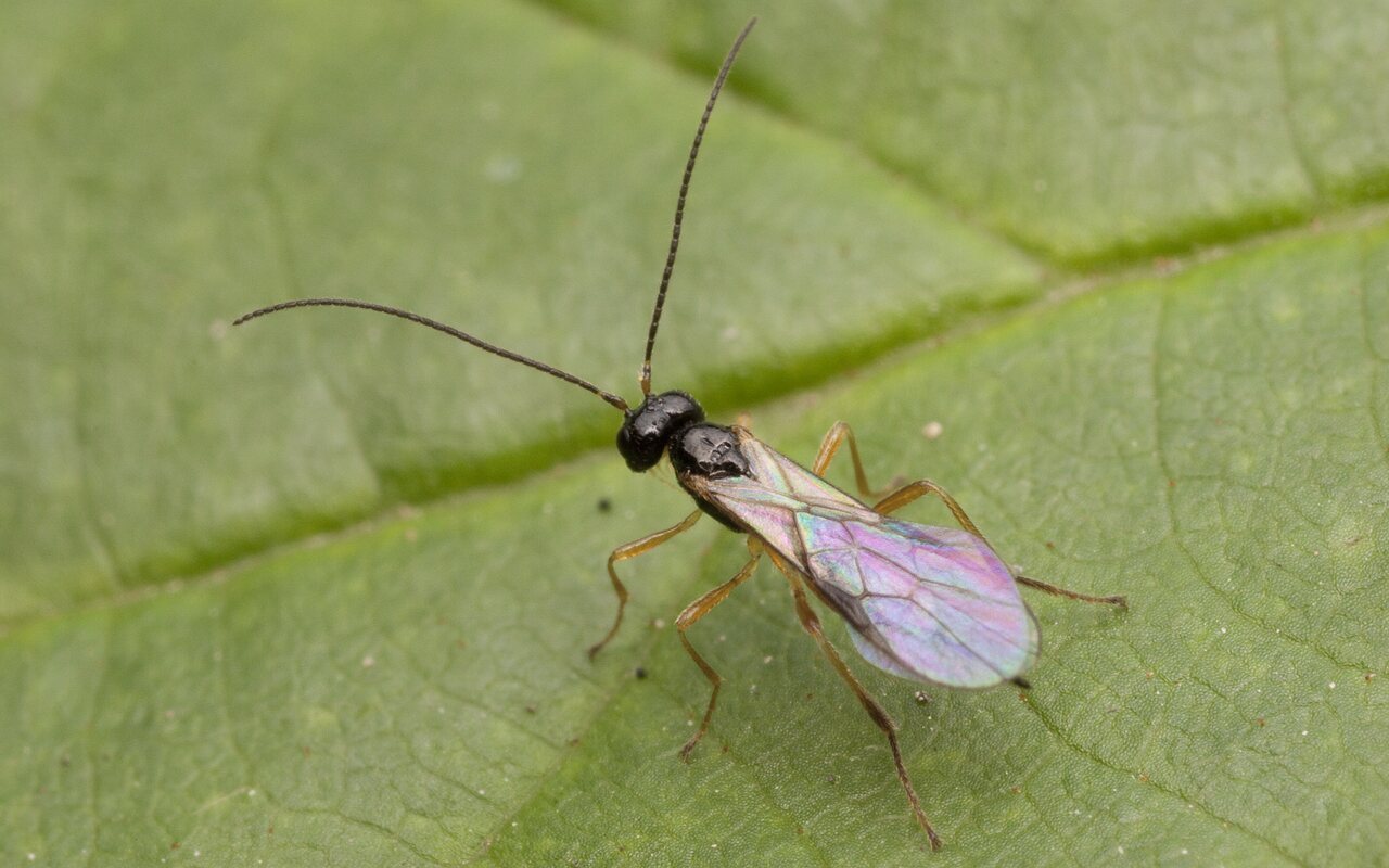 Hymenoptera-2592.jpg