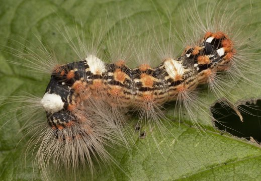 Moma alpium caterpillar · kerpinis strėlinukas, vikšras