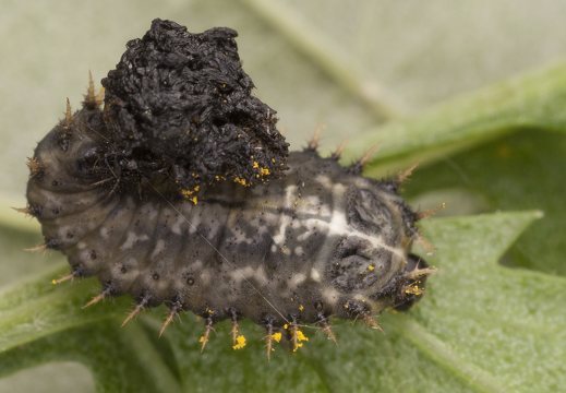 Cassida denticollis larva · kietinis skydinukas, lerva