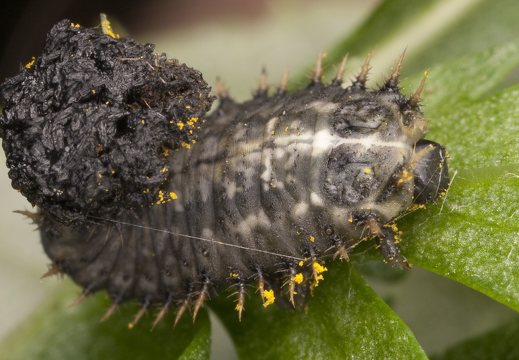 Cassida denticollis larva · kietinis skydinukas, lerva