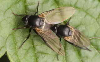 Peromitra sp. mating · kupramusės poruojasi