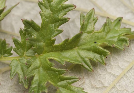 Filipendula vulgaris · pievinė vingiorykštė