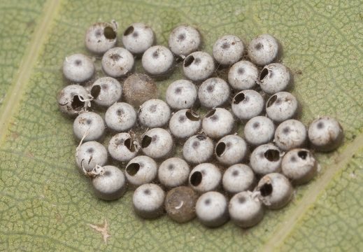 Phalera bucephala eggs · tošinis kuoduotis, kiaušinėliai