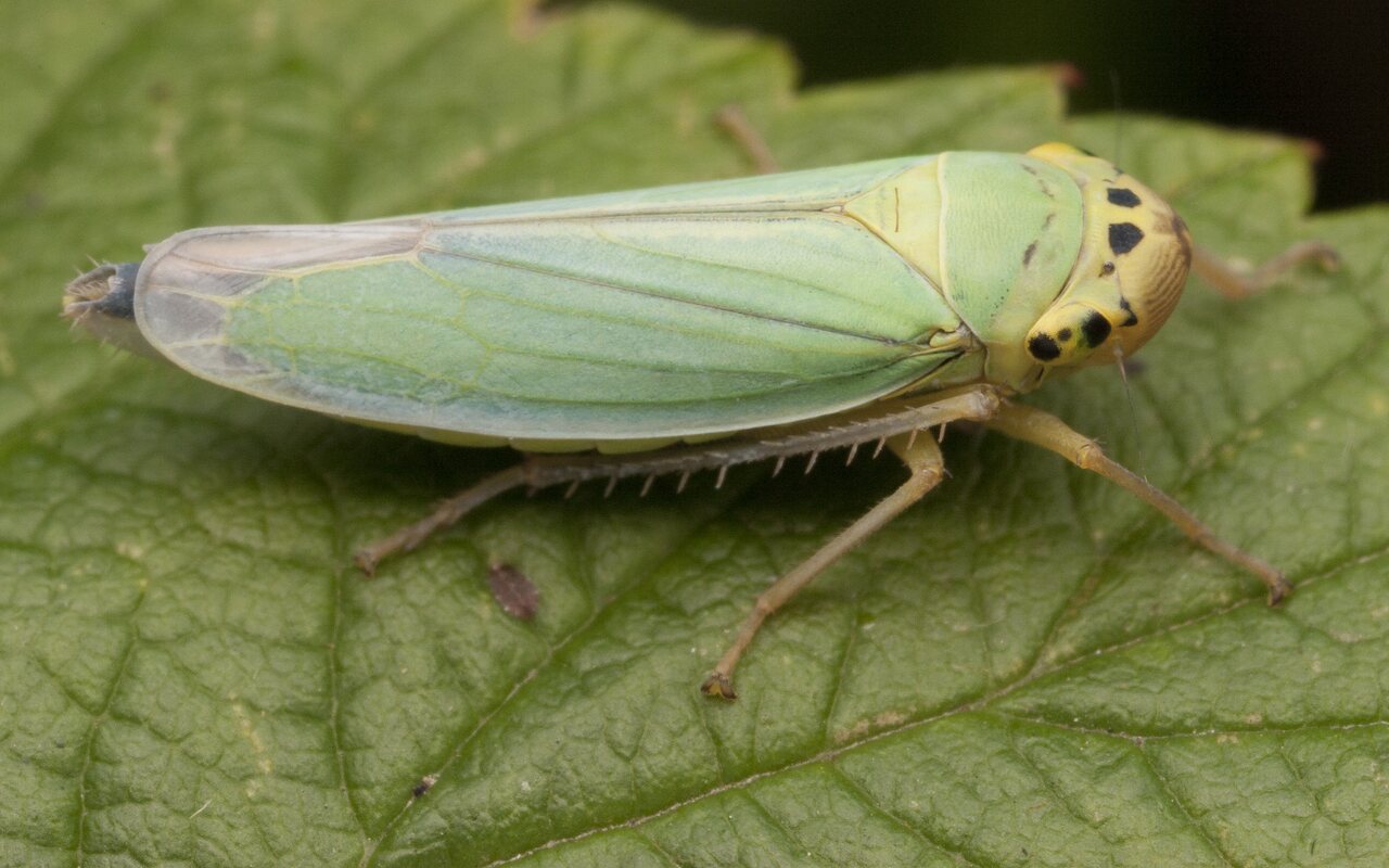 Cicadella-viridis-2822.jpg