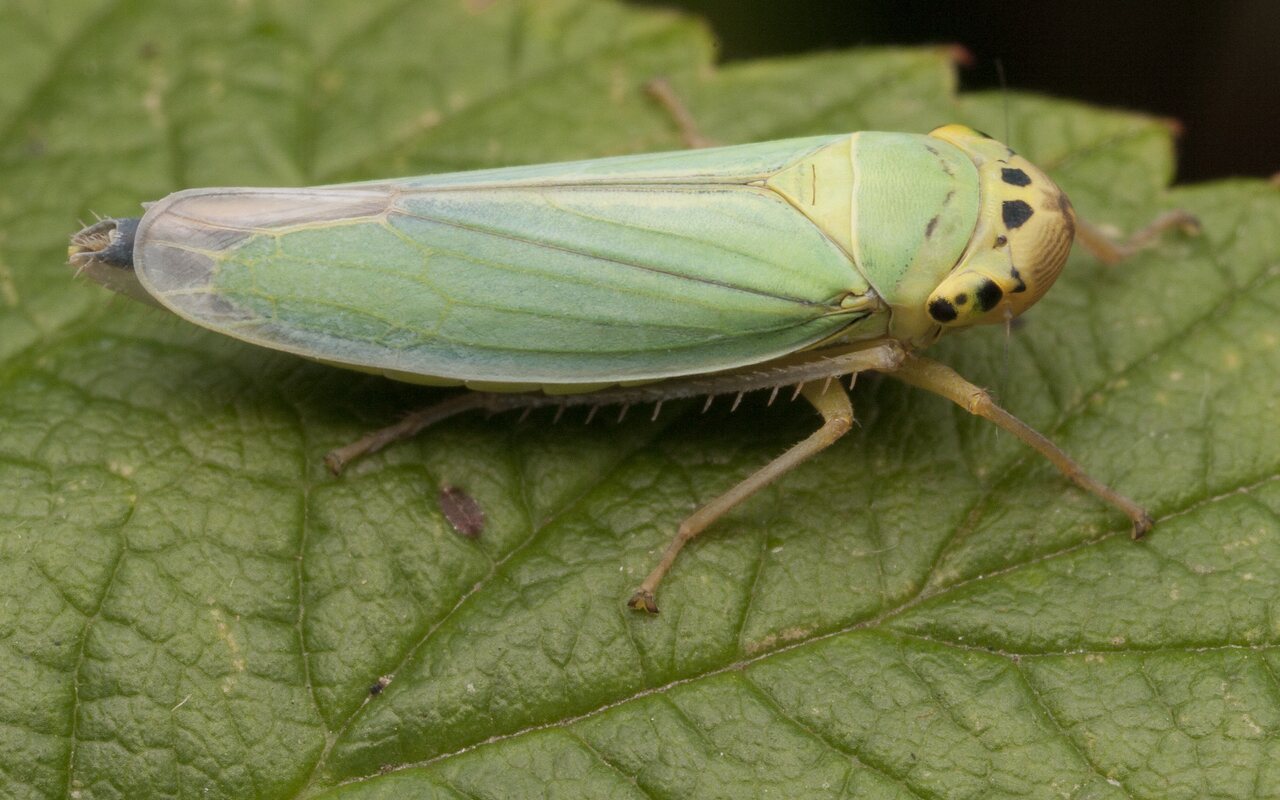 Cicadella-viridis-2824.jpg