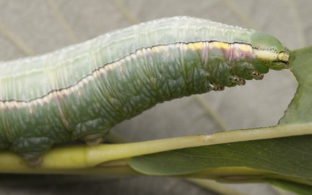Pterostoma palpina caterpillar · ilganosis kuoduotis, vikšras