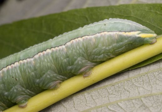 Pterostoma palpina caterpillar · ilganosis kuoduotis, vikšras
