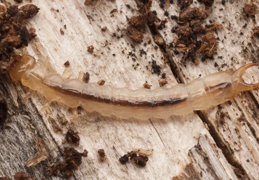 Schizotus pectinicornis larva · šukaūsis raudonvabalis, lerva