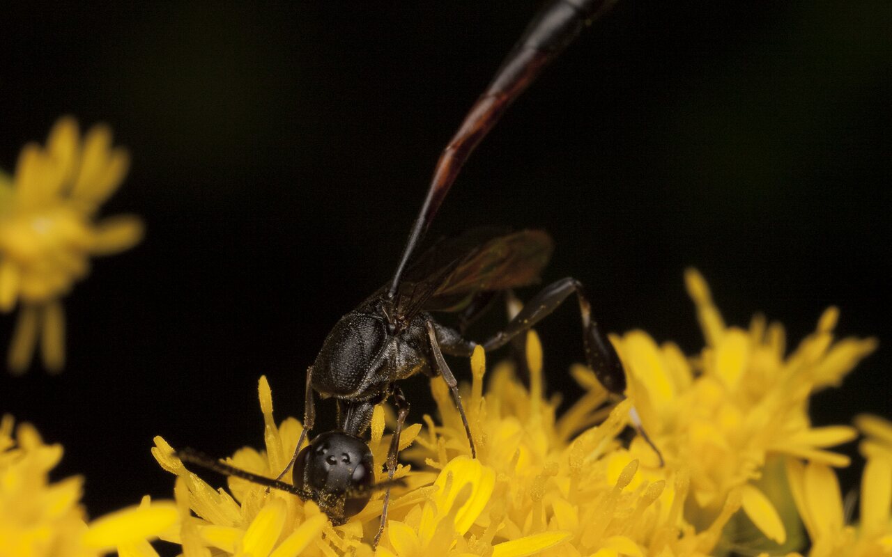 Hymenoptera-2931.jpg