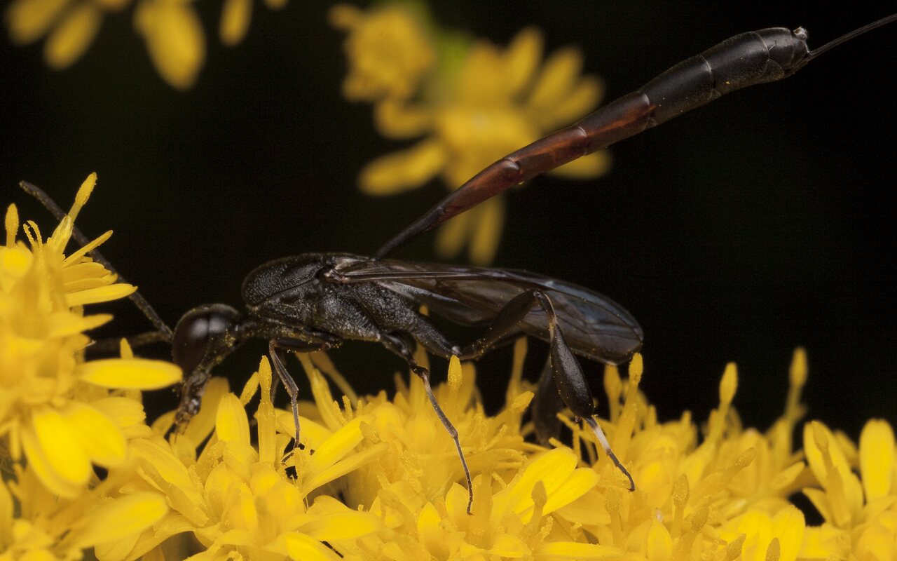 Hymenoptera-2932.jpg