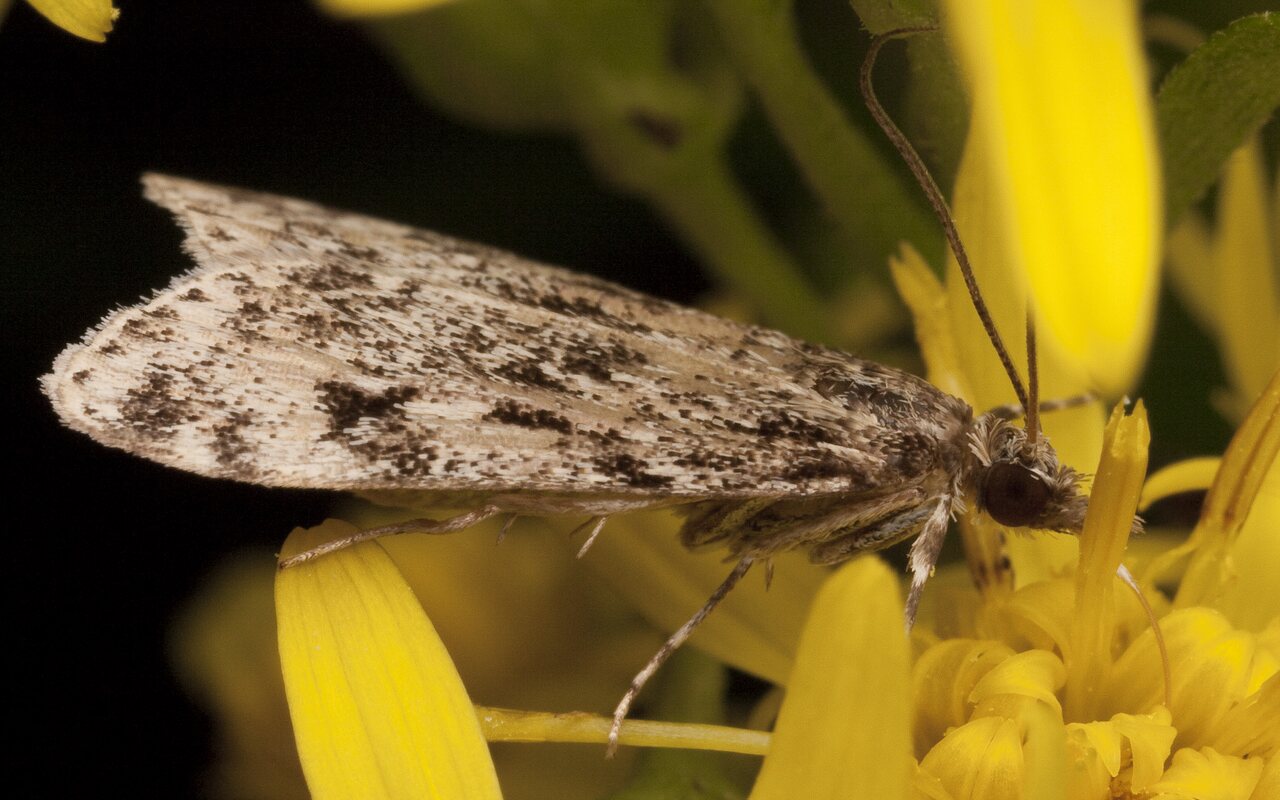 Lepidoptera-2964.jpg