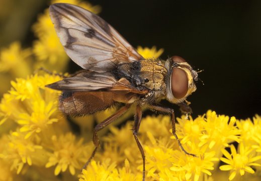 Ectophasia crassipennis · dygliamusė
