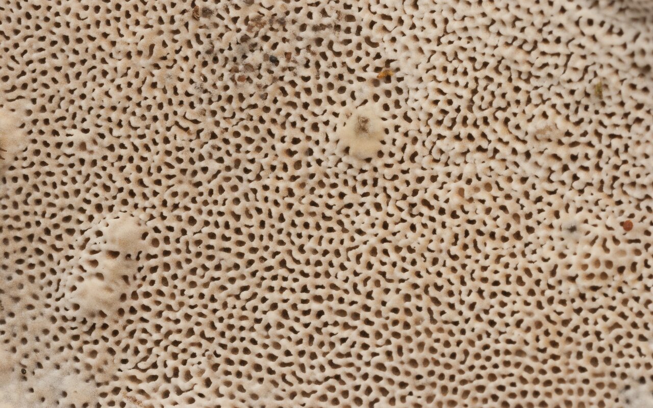 Fungi-3008.jpg