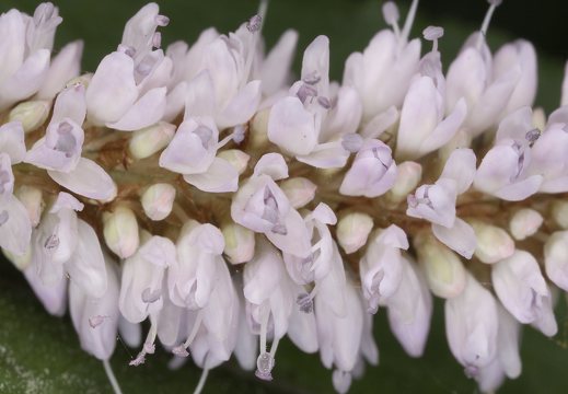 Bistorta officinalis · paprastoji gyvatžolė