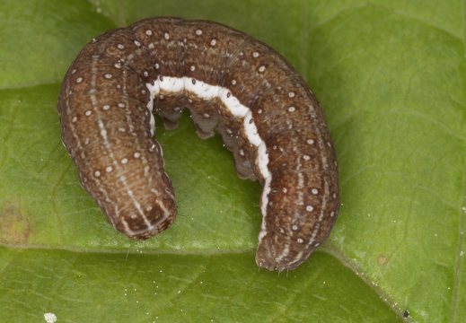 Agrochola helvola caterpillar · viržinis vėlyvis, vikšras