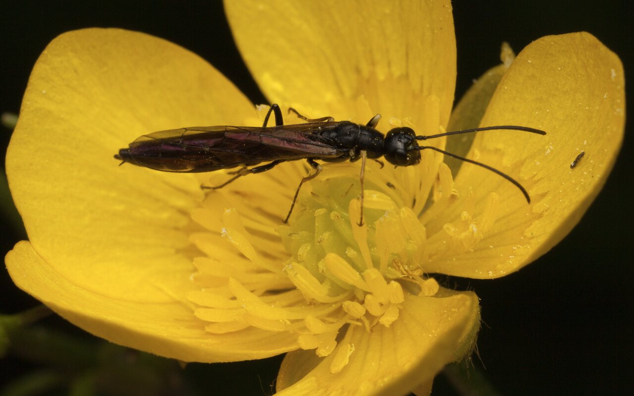 Hymenoptera-3341.jpg
