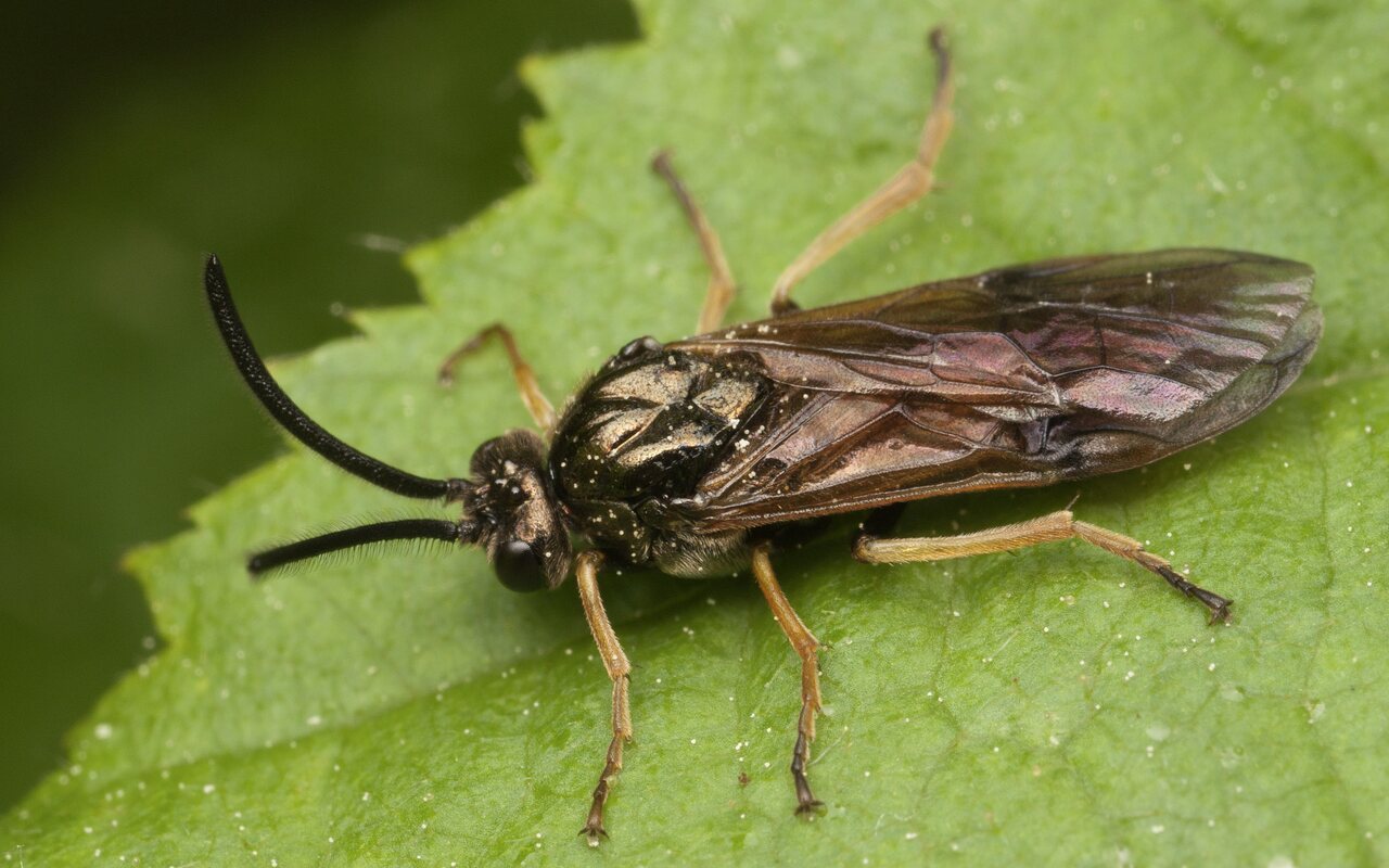 Hymenoptera-3426.jpg