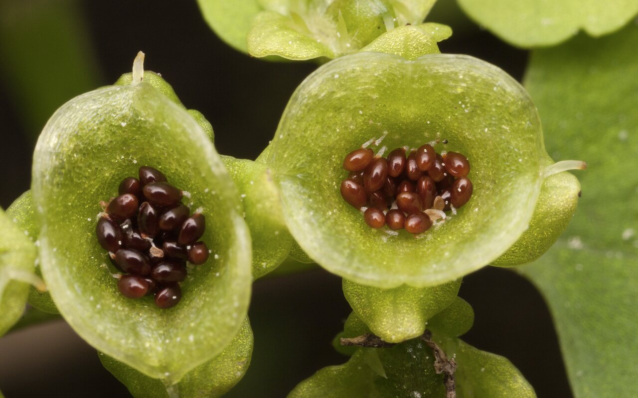 Chrysosplenium-alternifolium-3440.jpg
