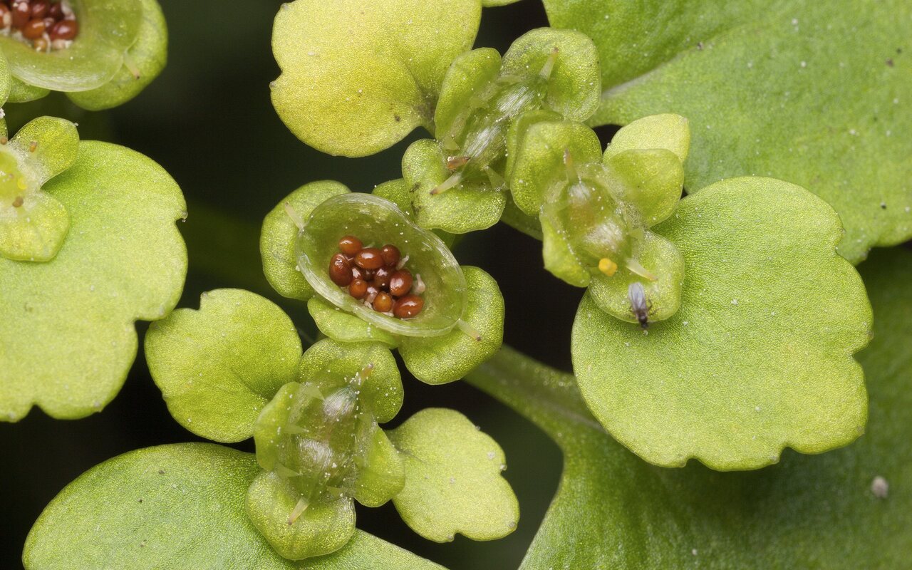 Chrysosplenium-alternifolium-3443.jpg