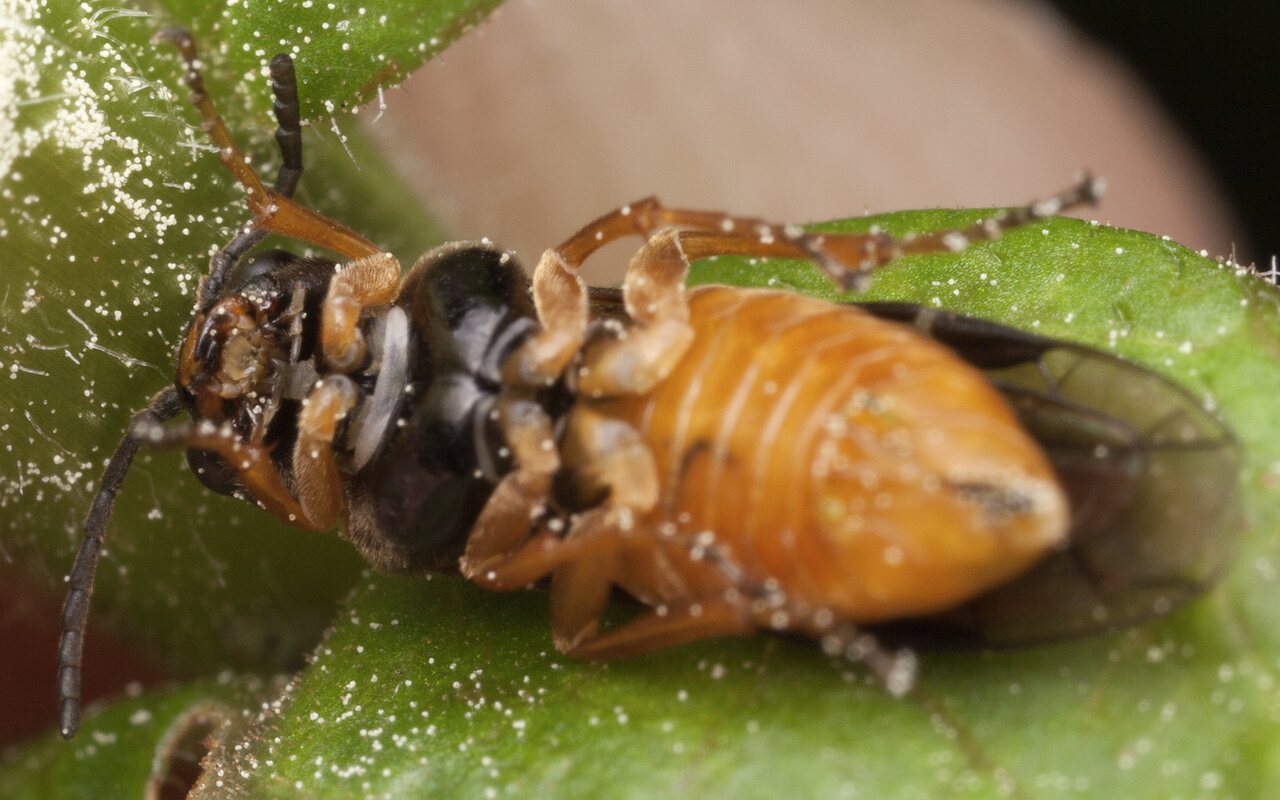 Hymenoptera-3447.jpg