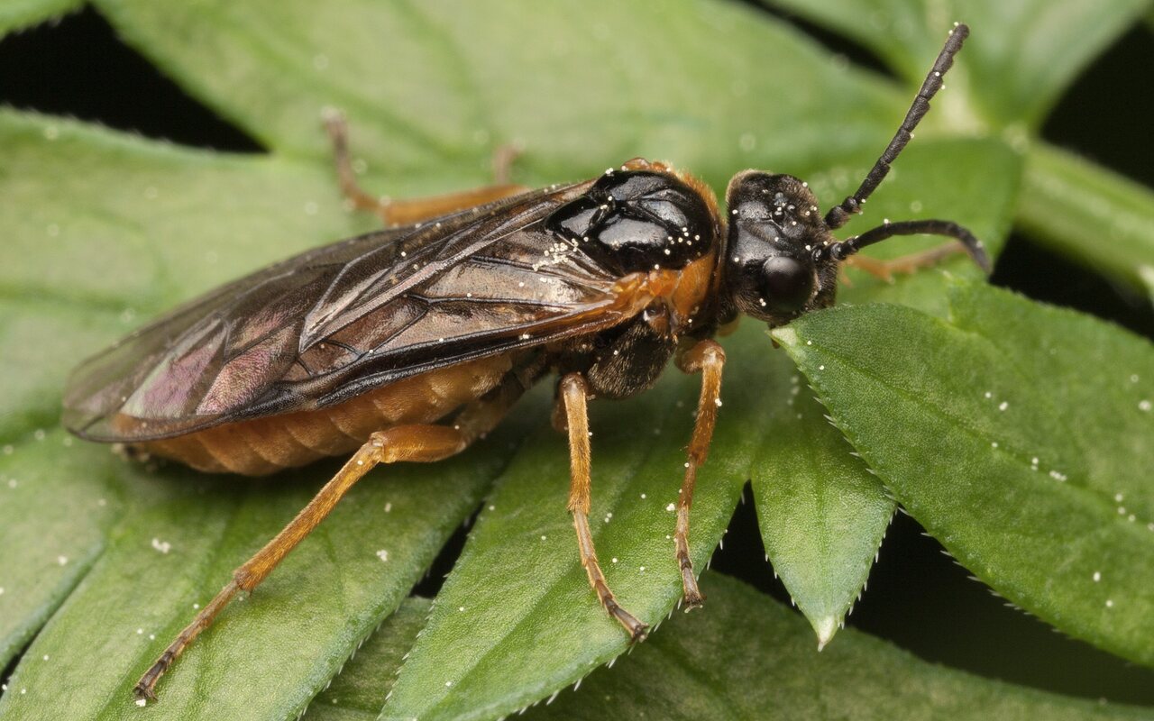 Hymenoptera-3450.jpg