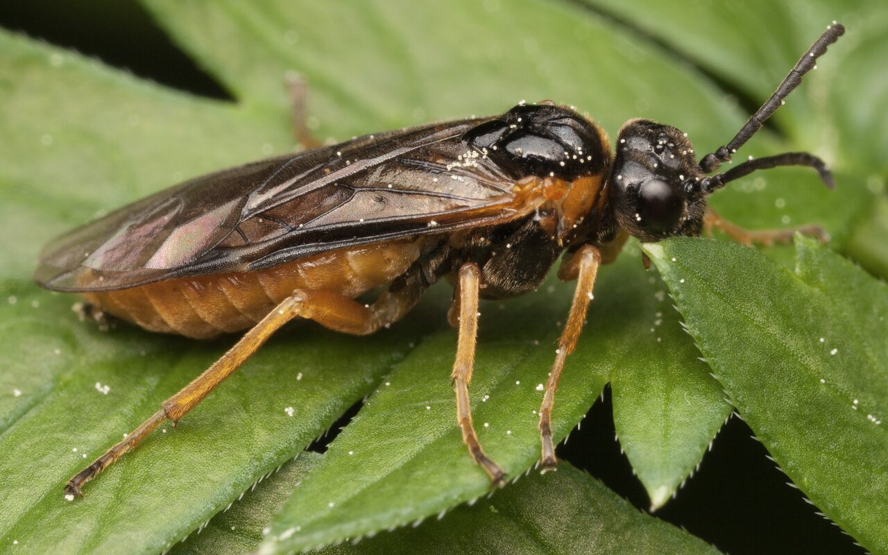 Hymenoptera-3451.jpg