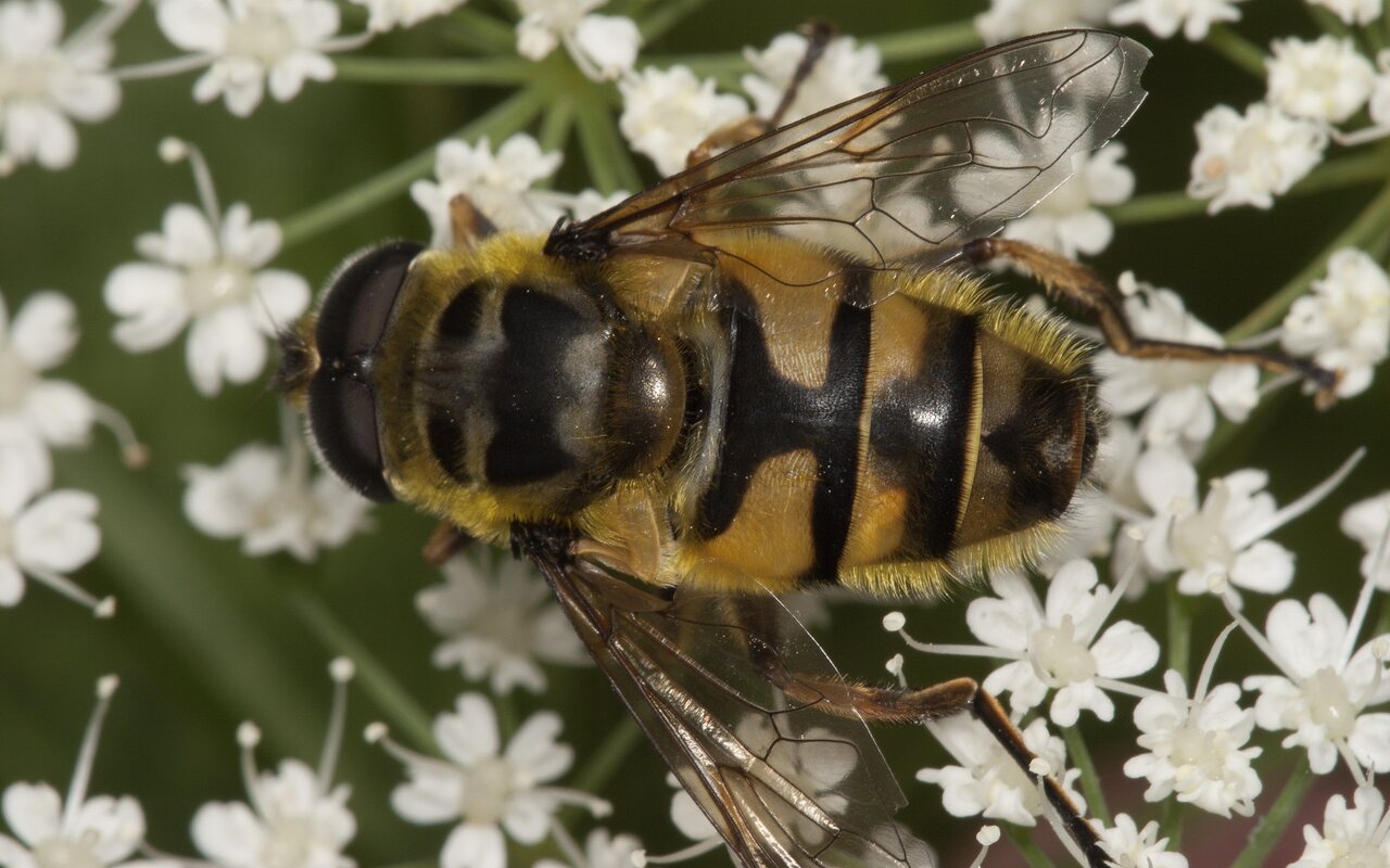 Syrphidae-3575.jpg