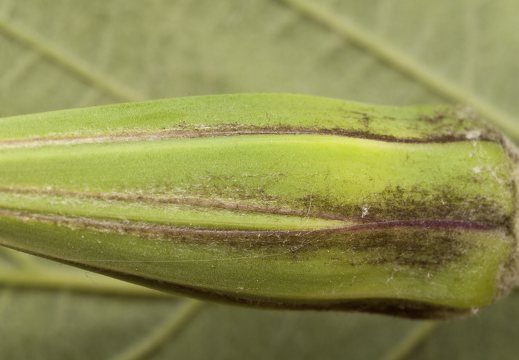 Tragopogon pratensis flower bud · pievinis pūtelis, žiedpumpuris
