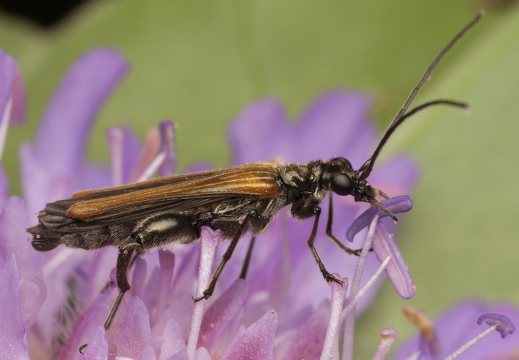 Oedemera femorata male · laibavabalis ♂