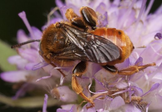 Epeoloides coecutiens, male · bitė
