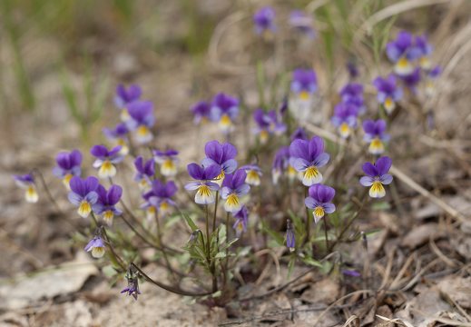Viola tricolor · trispalvė našlaitė