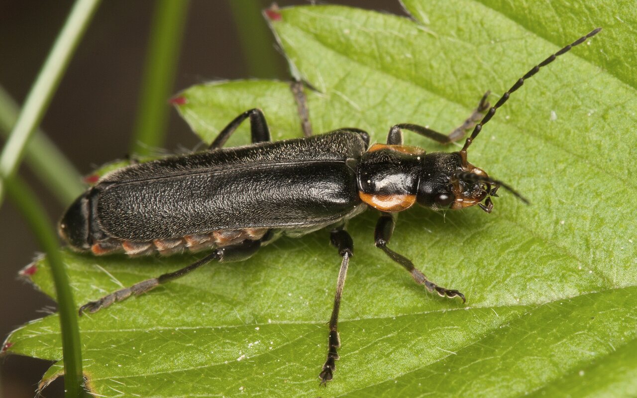 Cantharis-obscura-3966.jpg