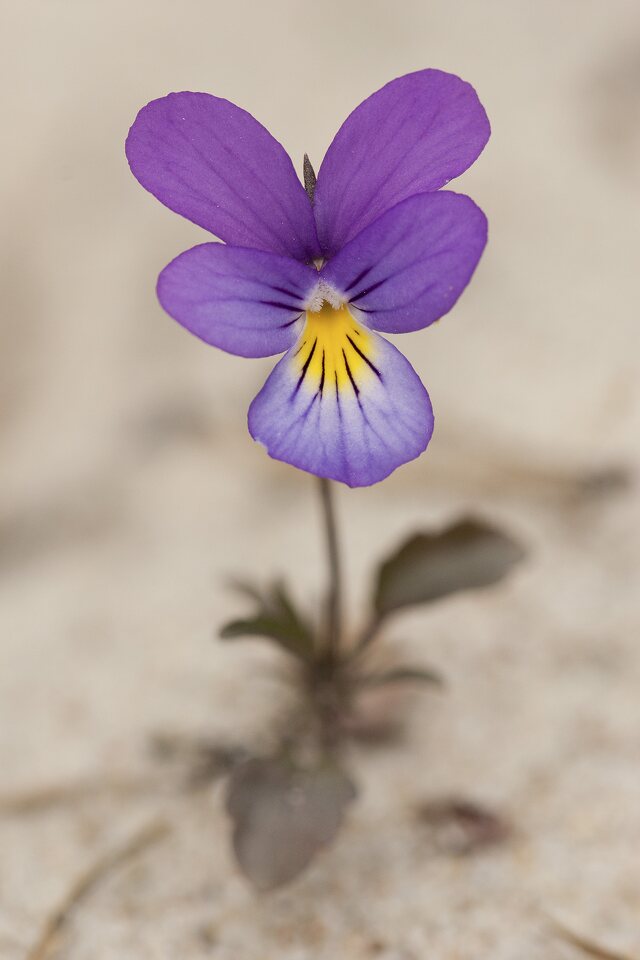 Viola-littoralis-3984.jpg