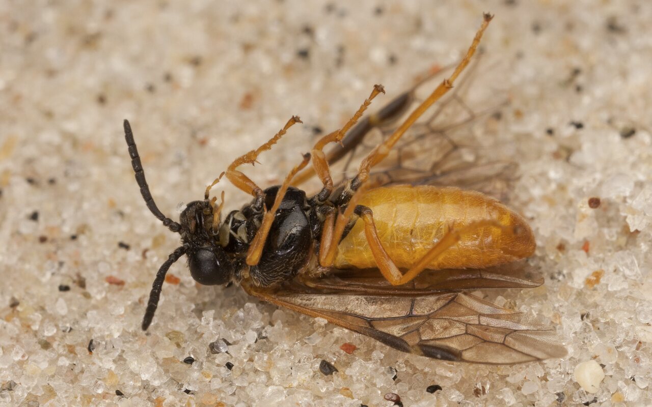 Hymenoptera-4037.jpg