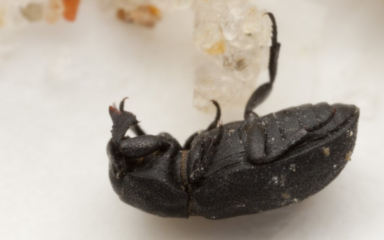 Melanimon tibiale · šlaitinis juodvabalis